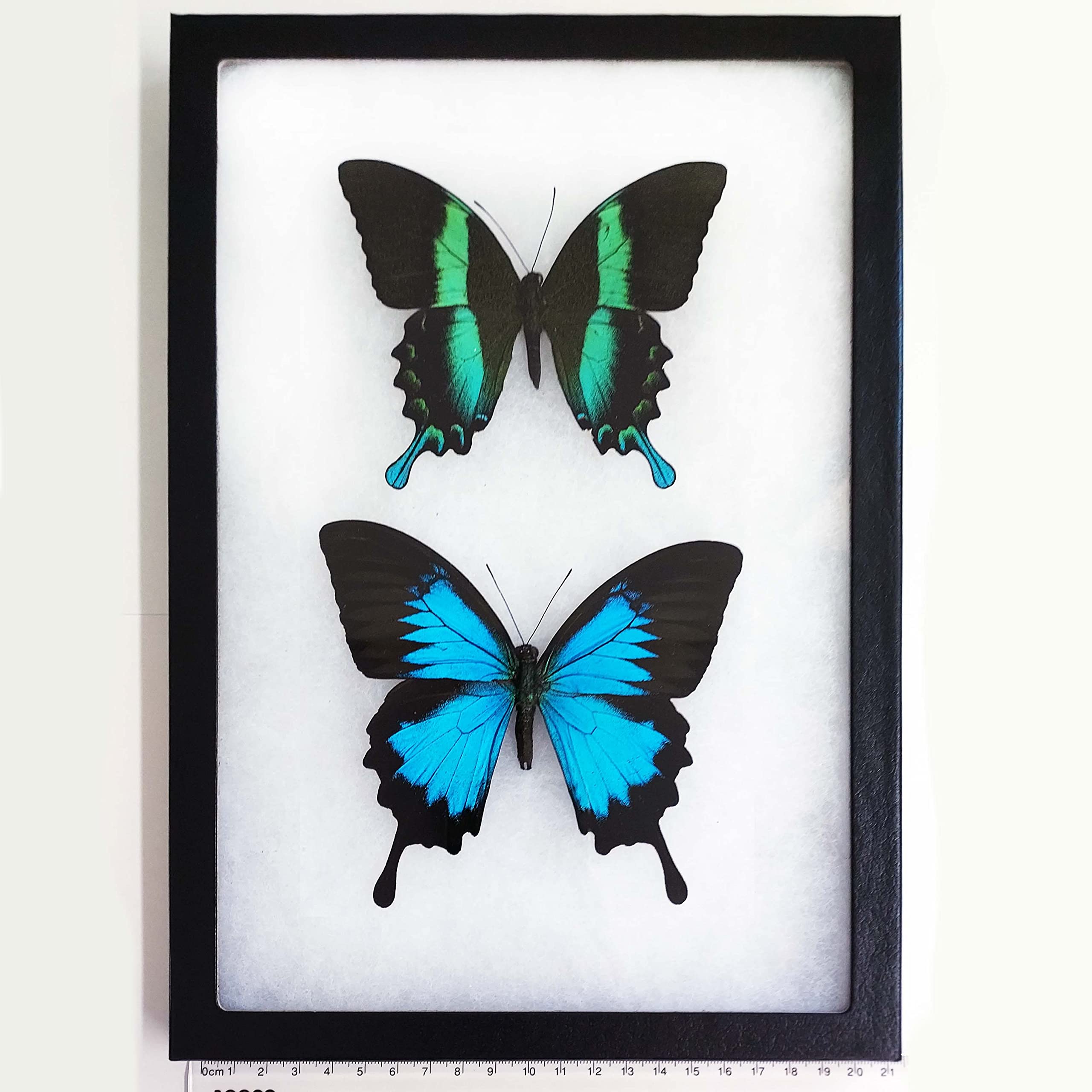 BicBugs P. blumei ulysses blue green butterflies Indonesia FRAMED PAIR