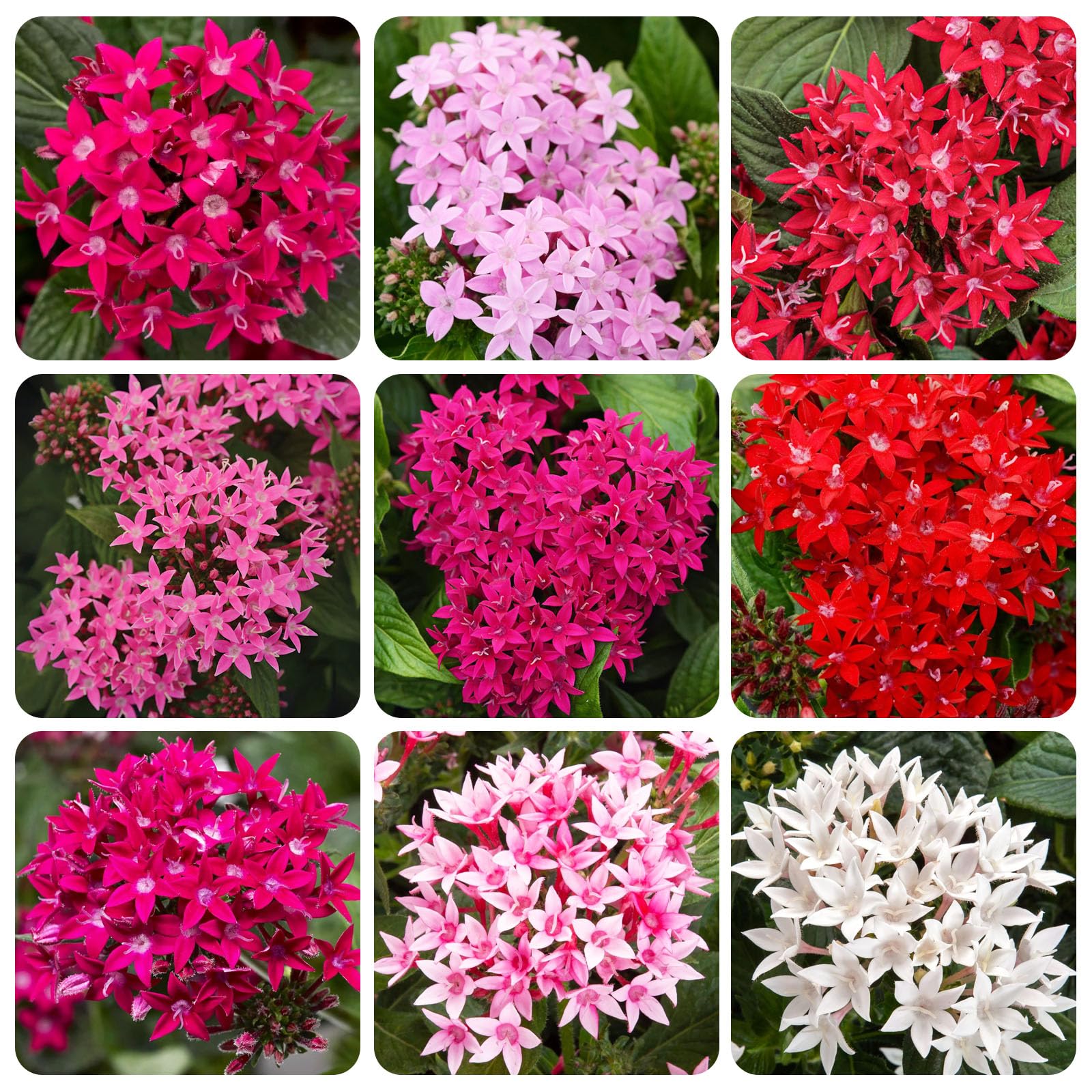 wildflower seeds for shade Shade Grow Wild 5 Oz. Mix – Rivendell Distribution main image 0