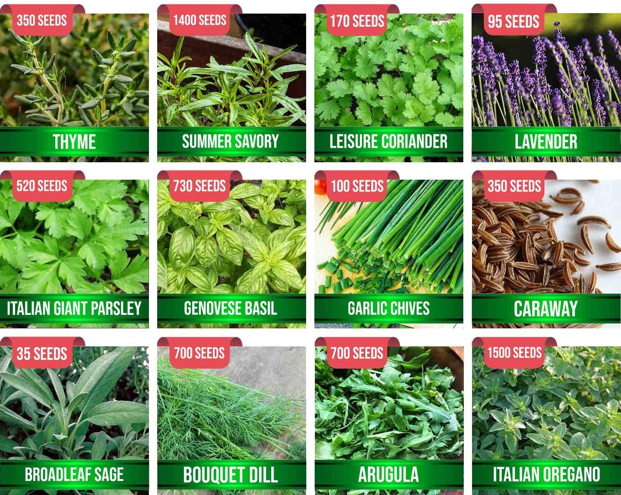 Assorted 12 Popular Herb Seeds USA Origins, 5500+ Seeds Survival Garden Kit, Easy to Grow Herb Seeds for Planting, 100% Non-GMO Heirloom Collection for Indoor Outdoor Garden Culinary Medicinal