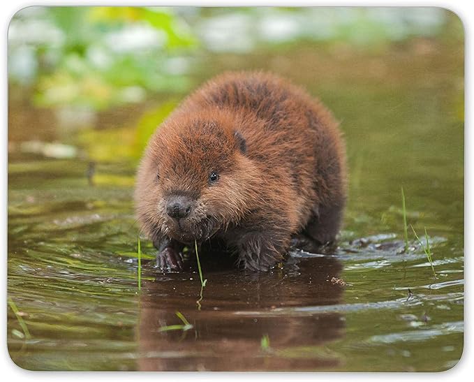 北アメリカビーバーキットマウスマットパッド 赤ちゃん動物かわいいコンピュータギフト 家電 カメラ 北アメリカビーバーキットマウスマットパッド 赤ちゃん動物かわいいコンピュータギフト 家電 カメラ