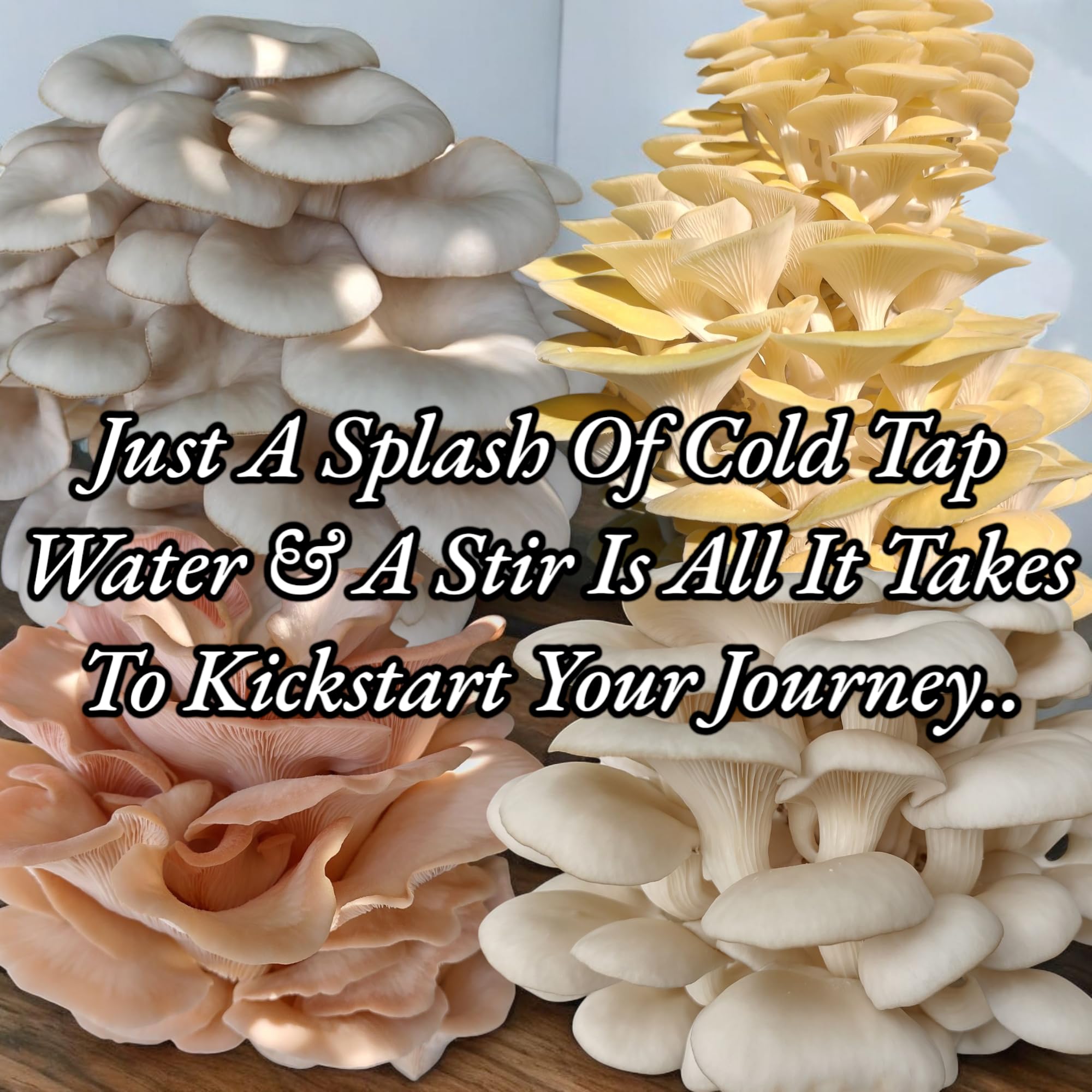 best all in one mushroom grow bag