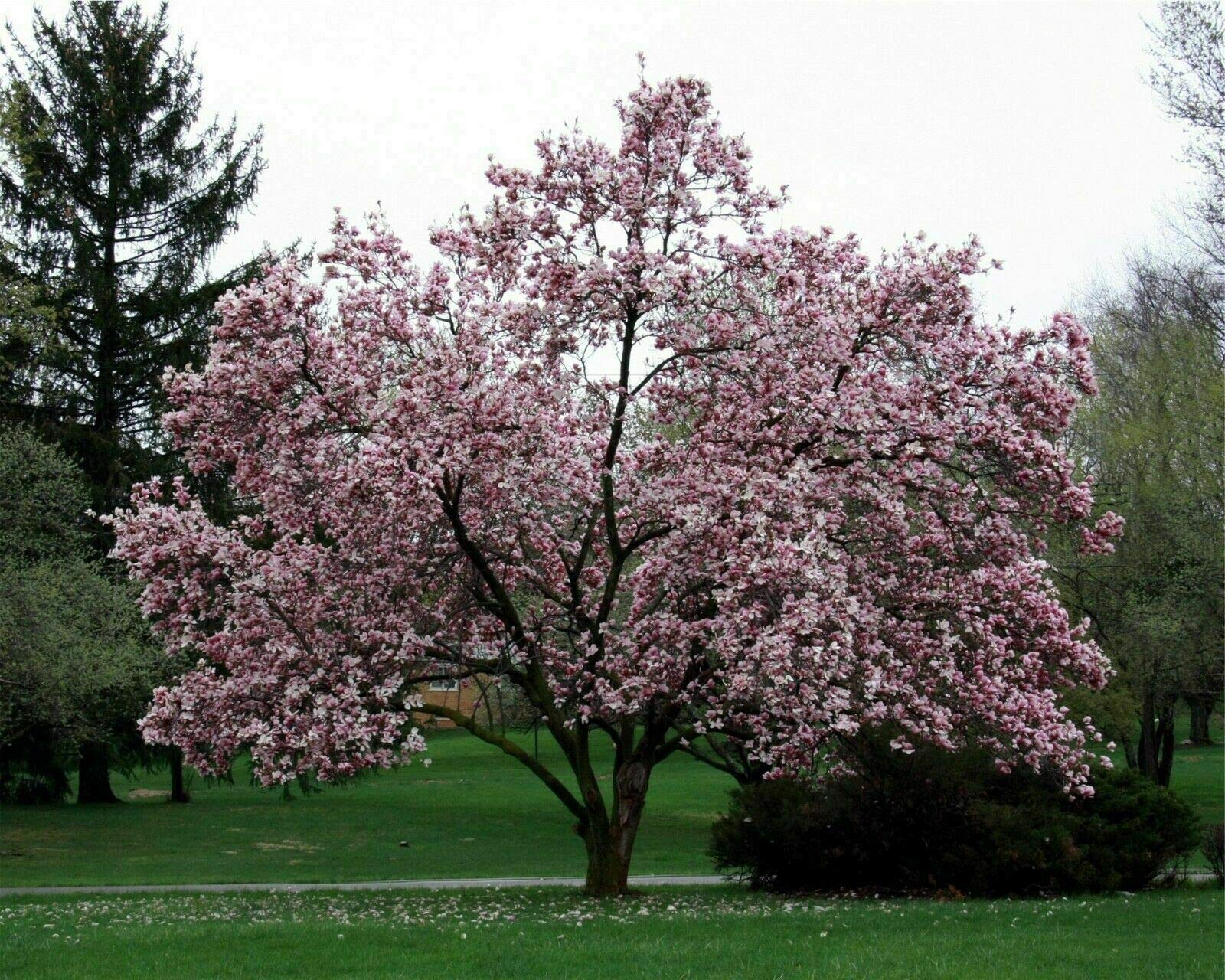 Magnolia giapponese soulangeana Pianta in Mastello ø35 cm Altezza 170/200 cm Vivaio di Castelletto