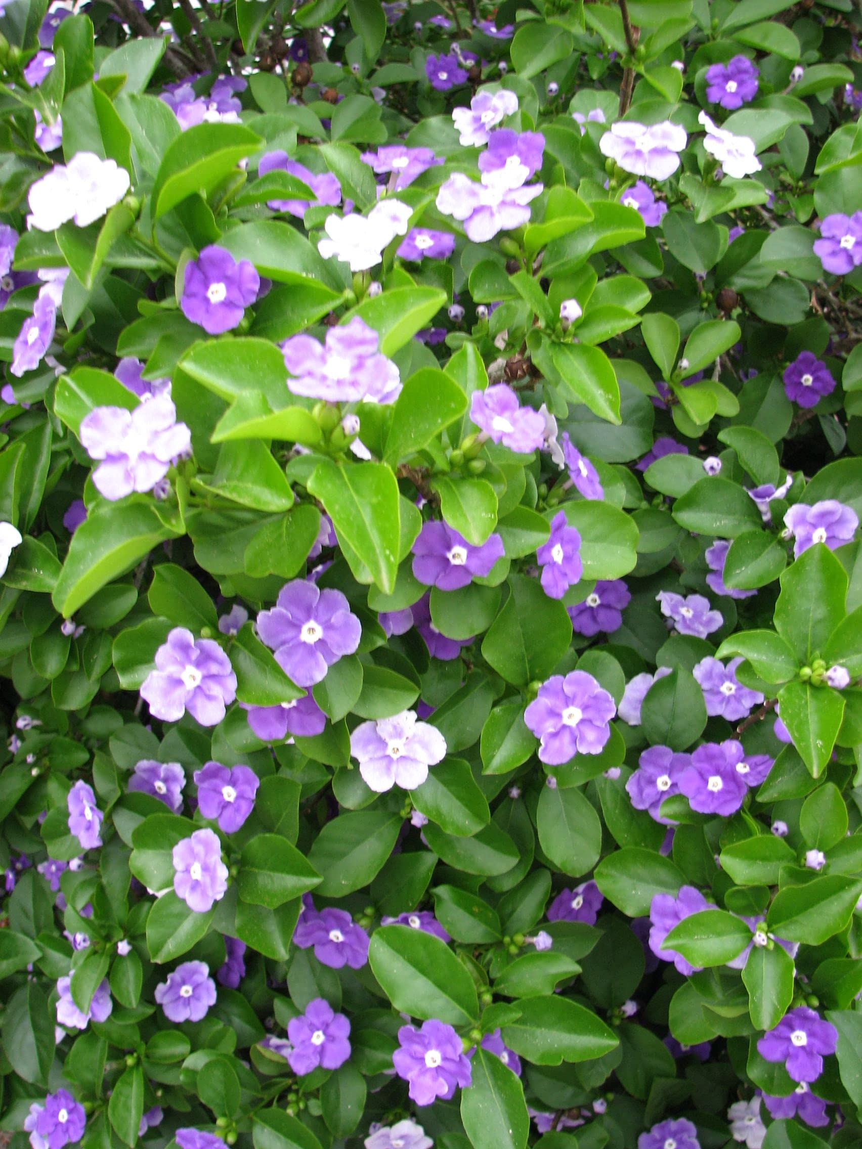 ASTHA Brunfelsia Latifolia, Yesterday, Today and Tomorrow flower plant (B0CXTQMB13) Amazon Price History, Amazon Price Tracker