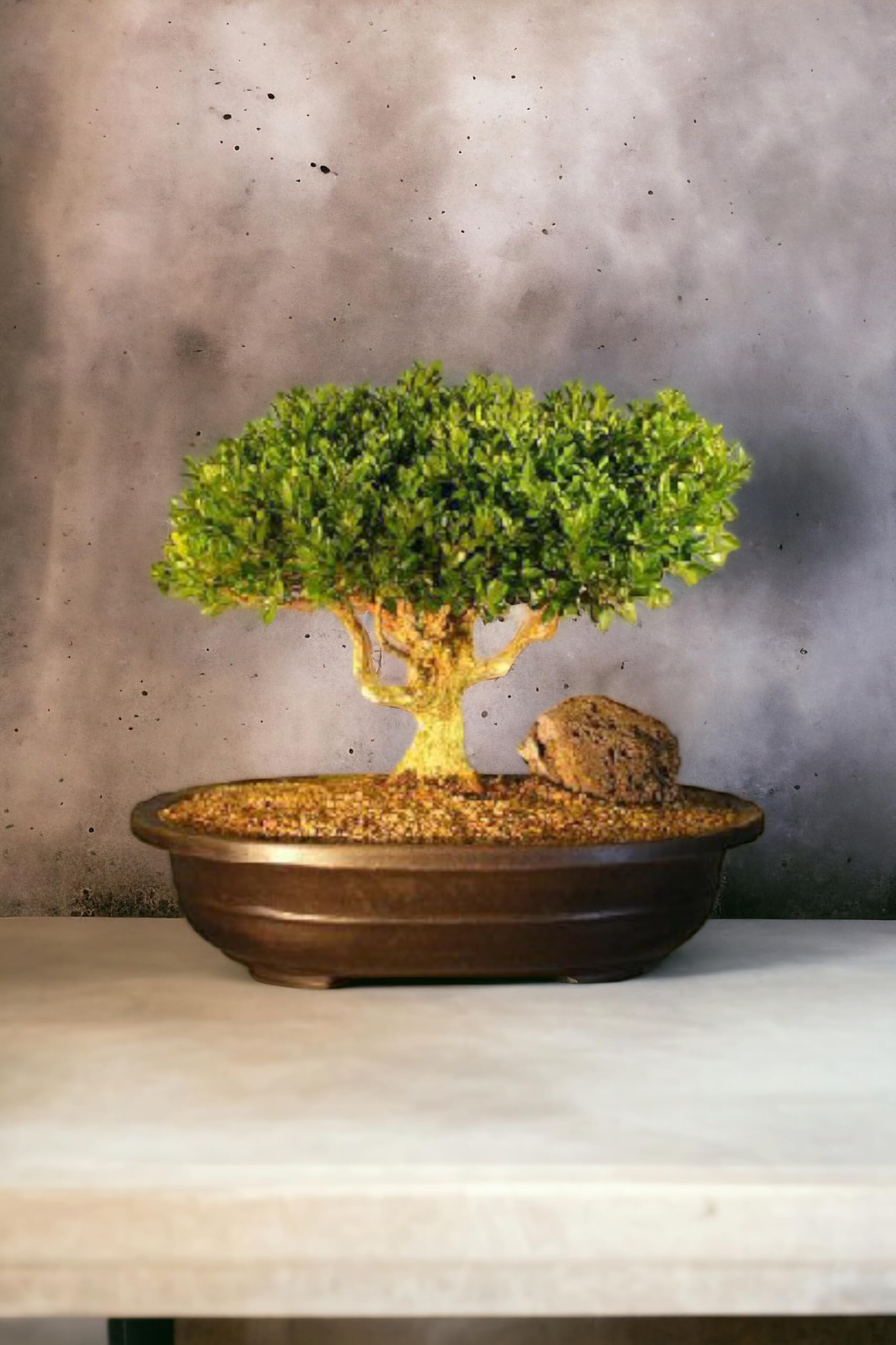 Juniper bonsai banyan tree live plant,Japanese boxwood bonsai plant 5 Years old (Pack of 1 With pot)-image-16