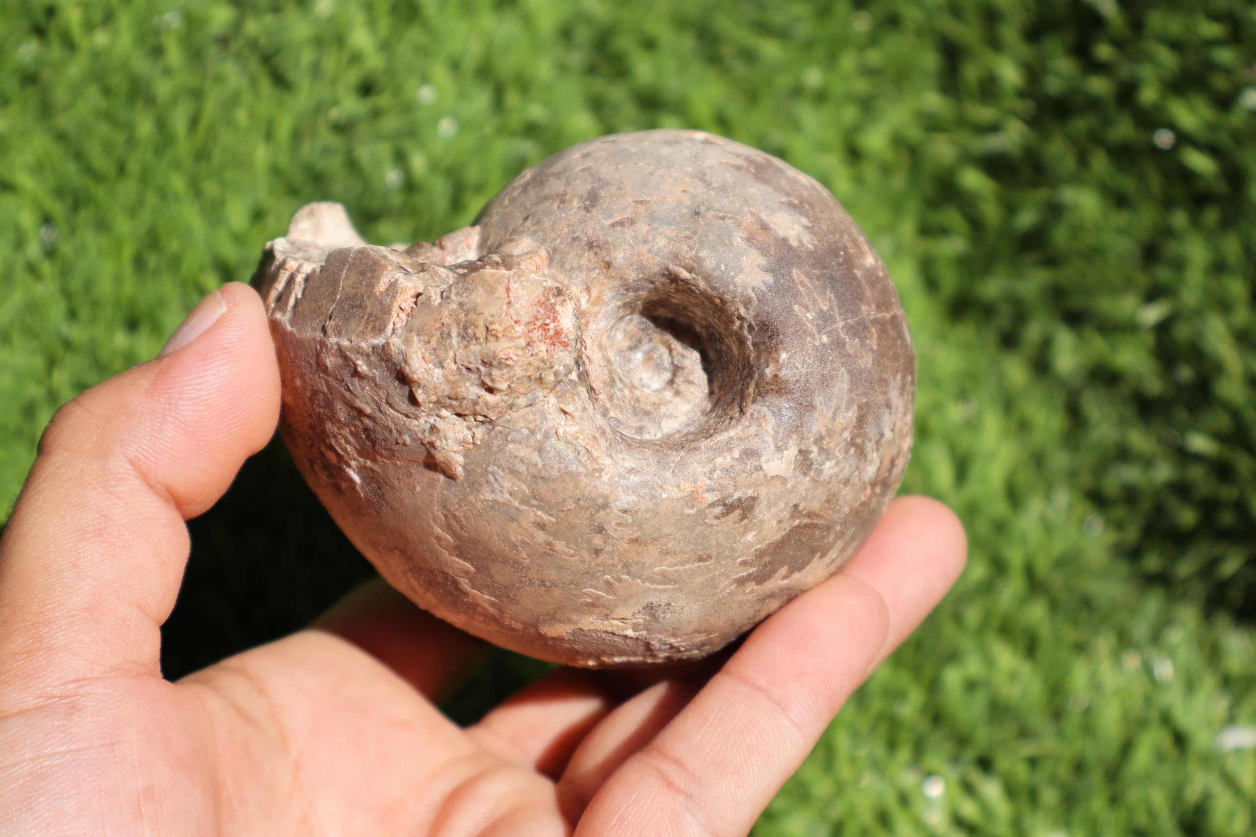 Ammonite Fagesia Ammonite Fossil Rare Ammonite Fossil Natural Fossil from Morocco A46