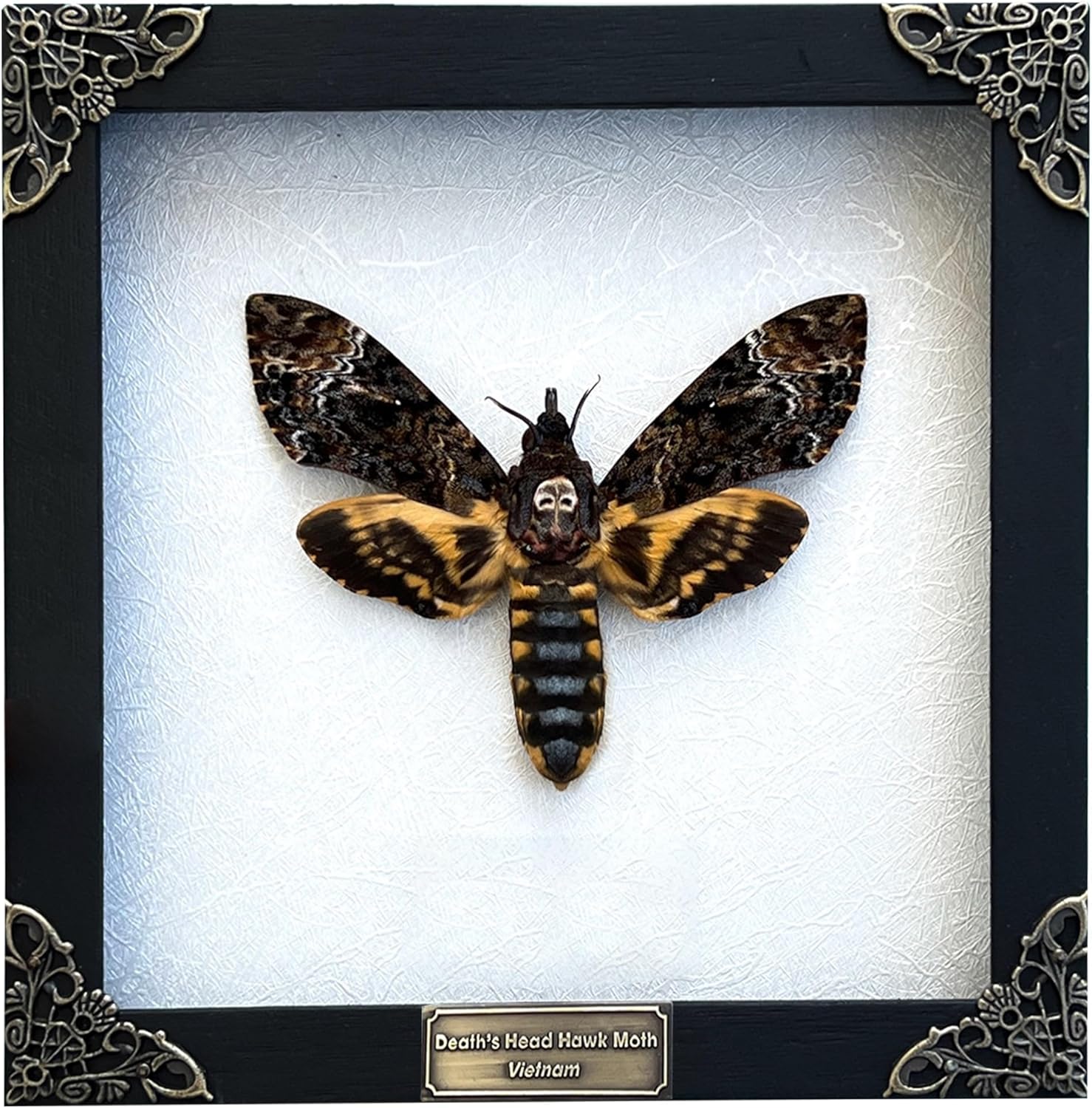 Real Death Head Moth Acherontia Butterfly White Frame Entomology Shadow Box Insect Oddity Skull Curiosities Unique Taxidermy Collectables Tabletop Wall Art Home Decor Living Gallery Bedroom K18-01-TR 01-White Frame