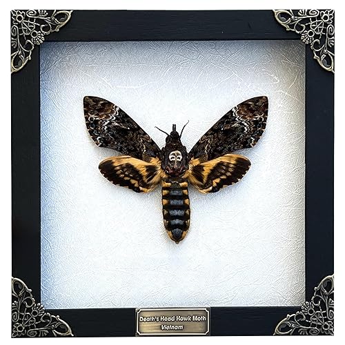 Real Death Head Moth Acherontia Butterfly White Frame Entomology Shadow Box Insect Oddity Skull Curiosities Unique Taxidermy Collectables Tabletop Wall Art Home Decor Living Gallery Bedroom K18-01-TR