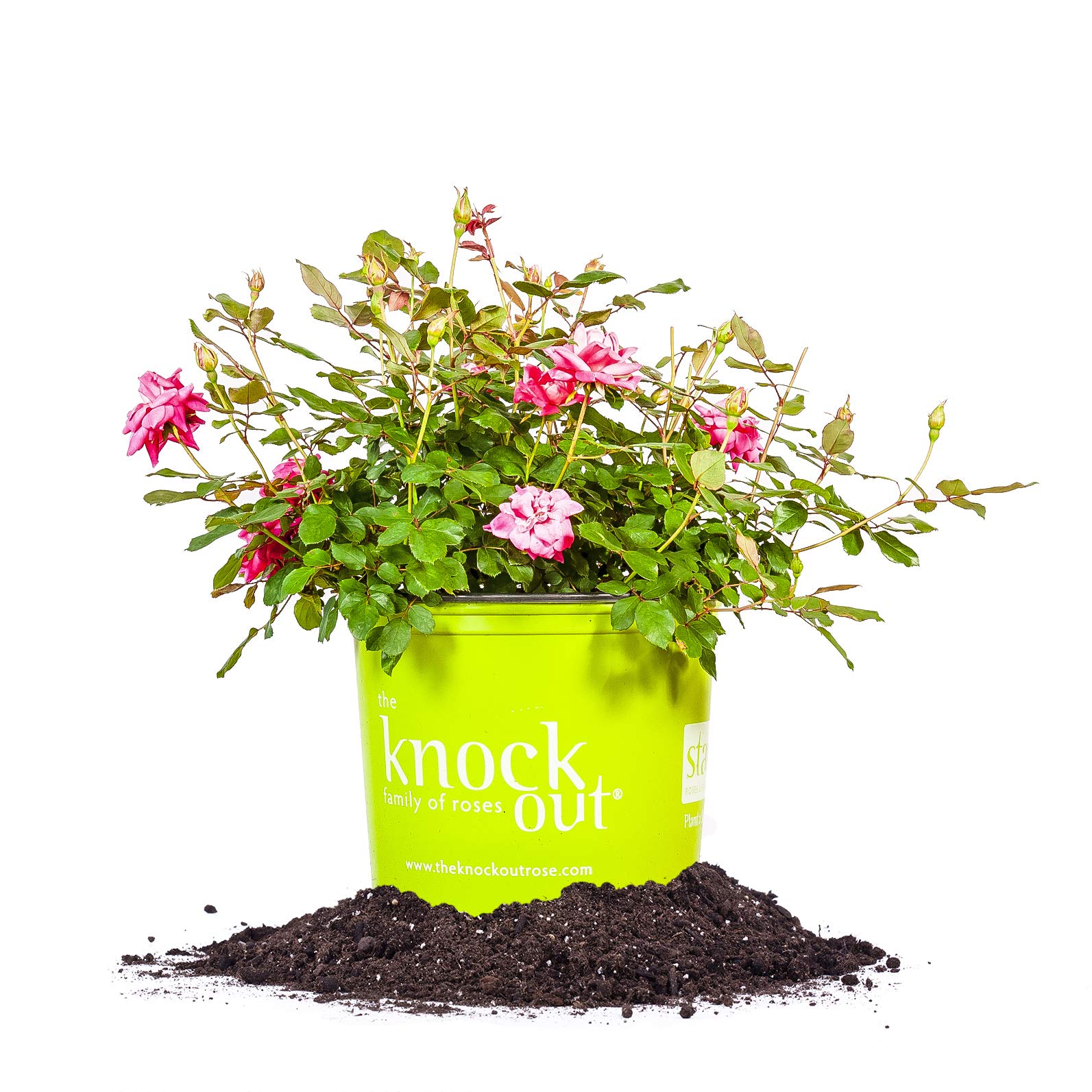 PERFECT PLANTS Double Pink Knock Out Rose Live Plant, 3 Gallon, Includes Care Guide