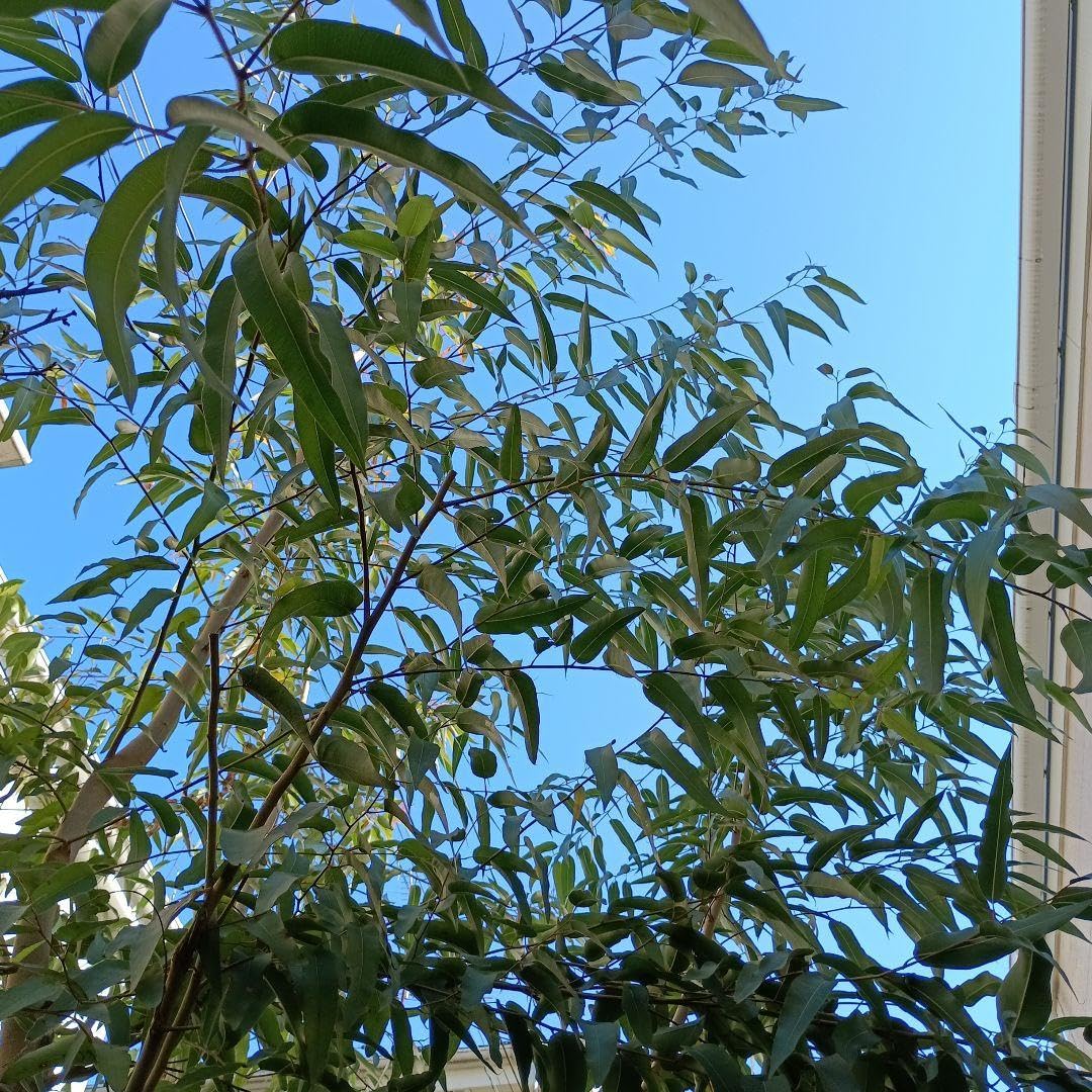 レモンユーカリ Amazon｜レモンユーカリ｜観葉植物 オンライン通販