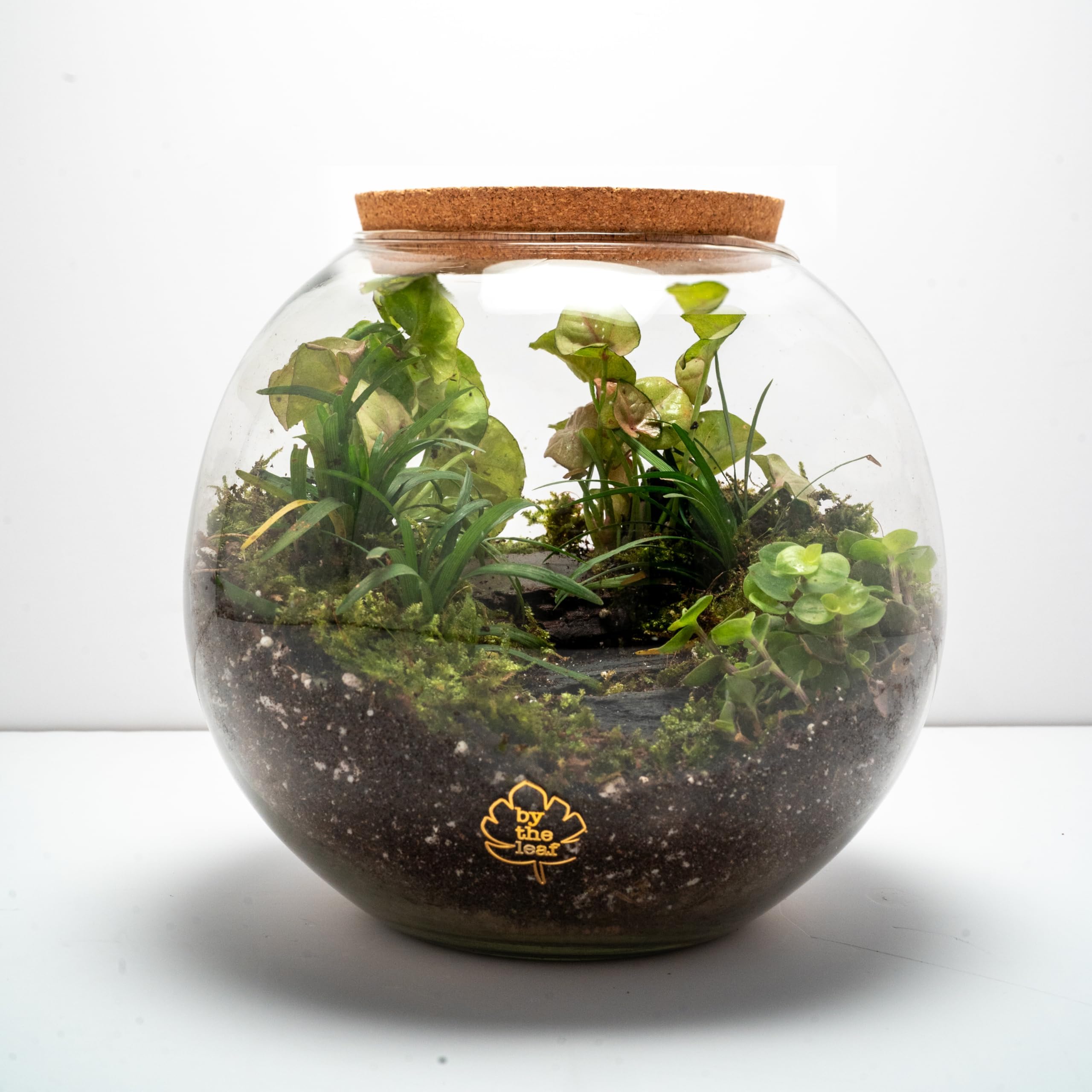 DIY Terrarium Kit with Live Moss & Plants | Glass Container with Cork Lid, Sand, Premium Soil Mix | Easy-to-Maintain Mini Indoor Garden for Home, Office & Desk | Eco-Friendly Decor