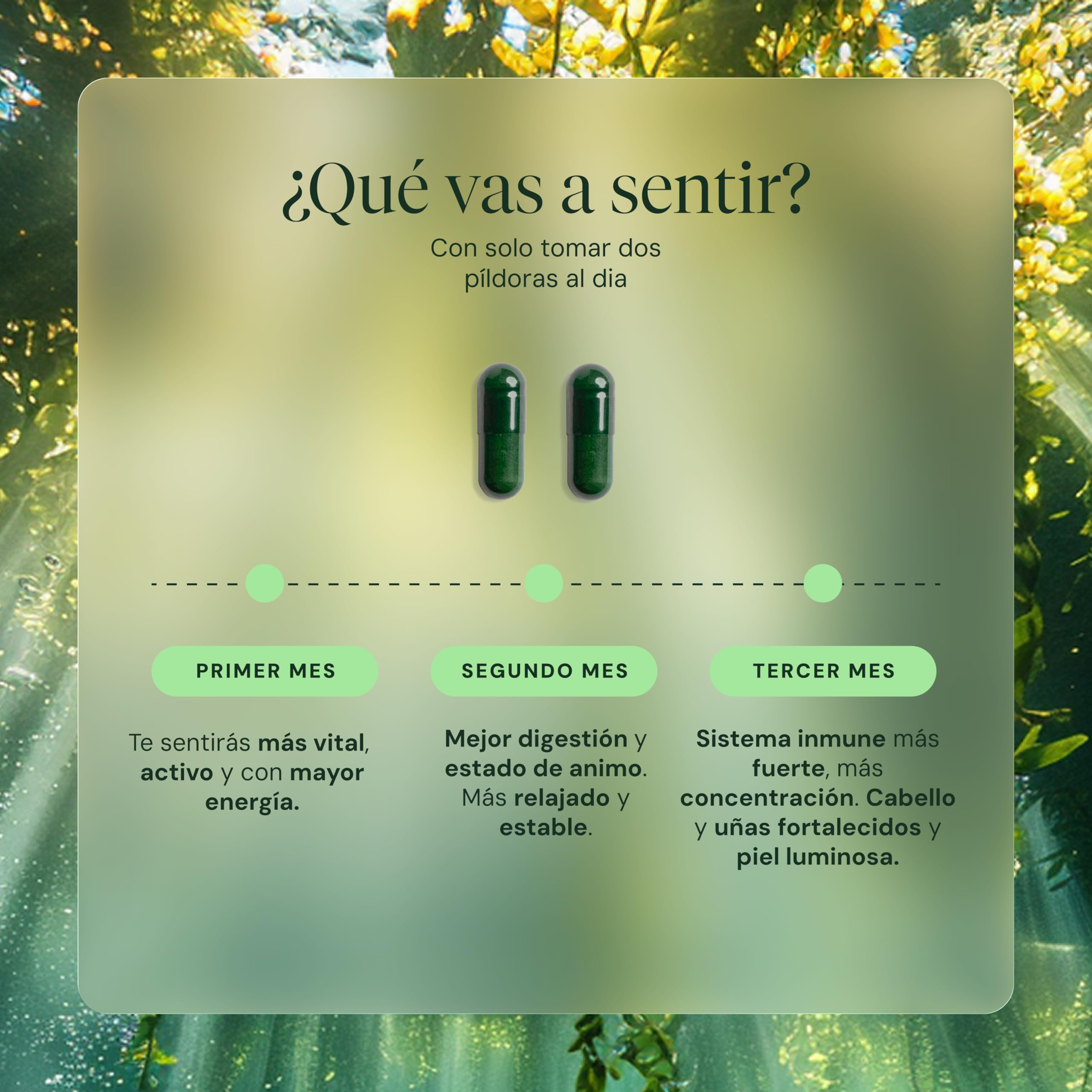 HIFAS DA TERRA - Suplemento Nutricosmetica Optimum con Extracto de Hongos: Cordyceps, Reishi, Melena de Leon - Refill 60 Cápsulas
