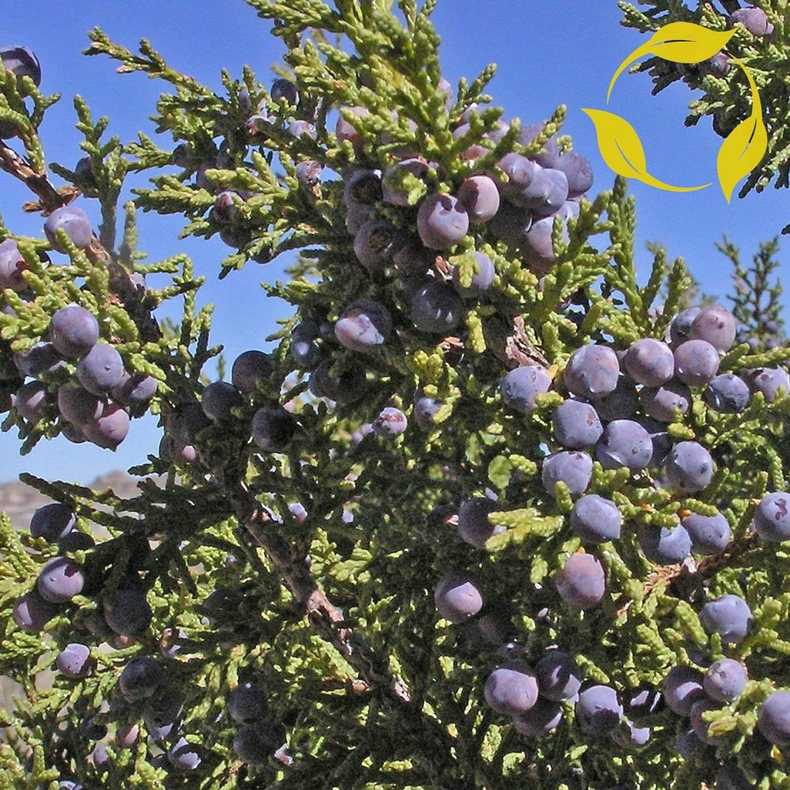 CHERRYSTONE Juniper Juniperus Monosperma Seeds