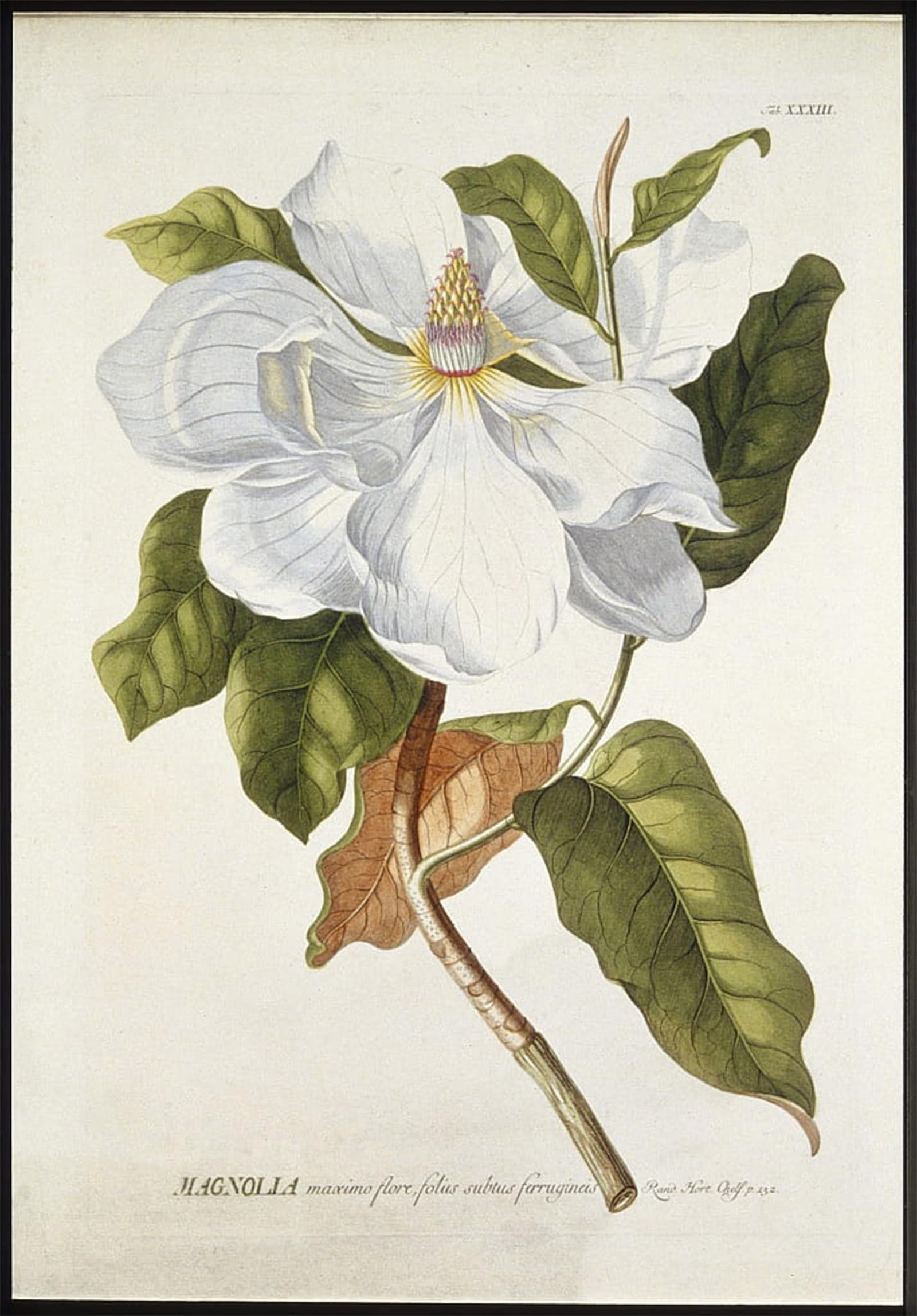 Posteriik No Frame Famous Modern Artwork Art Mural Magnolia Maxime Flore By Georg Dionysius Ehret Oil Paintings Pictures For Home Decor 60X90cm