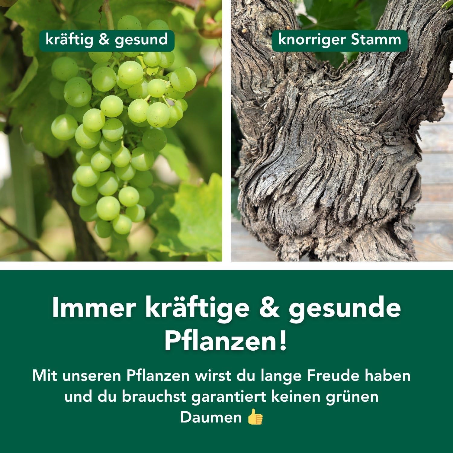 Bloomify® grüne Weinreben Pflanze "Wilma" | 60-70 cm hohe winterharte Weintrauben Pflanze | pflegeleichte Tafeltraube für Garten oder Kübel | besonders süße und leckere Früchte