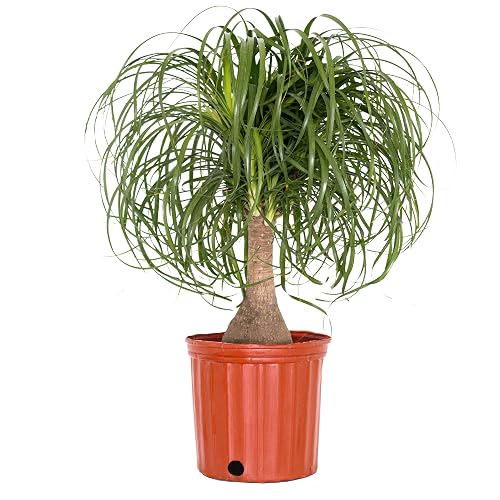 Ponytail Palm Live Plant by United Nursery Indoor House Plant (10-inch Pot)