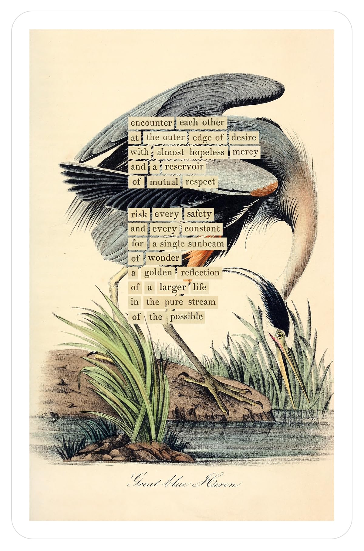 An Almanac of Birds: 100 Divinations for Uncertain Days (Marginalian Editions)
