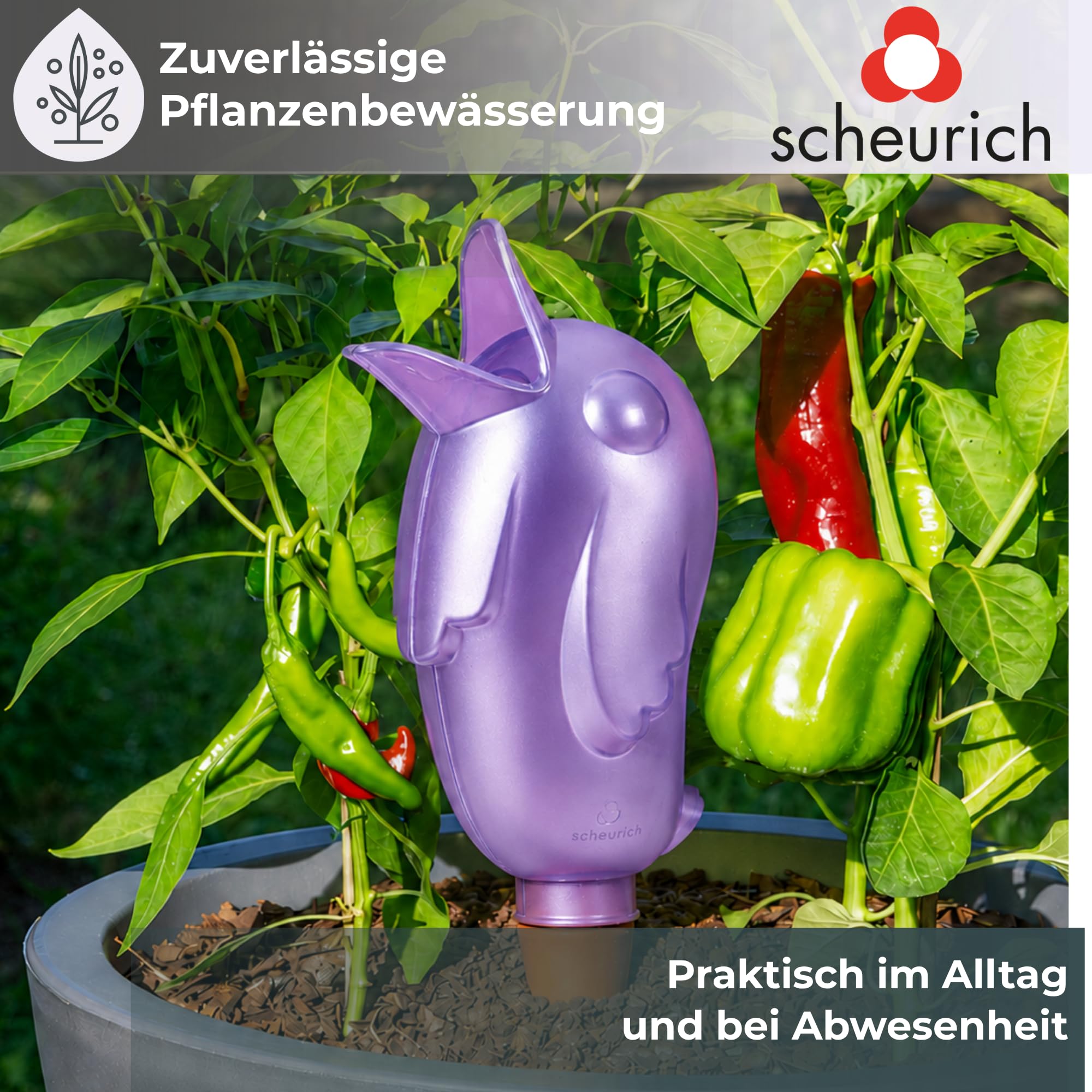 Scheurich Wasserspender XL Lila 8 Stück - 620ml Wasser für bis zu 7 Tage Purple Pearl Höhe 29 cm mit Tonkegel
