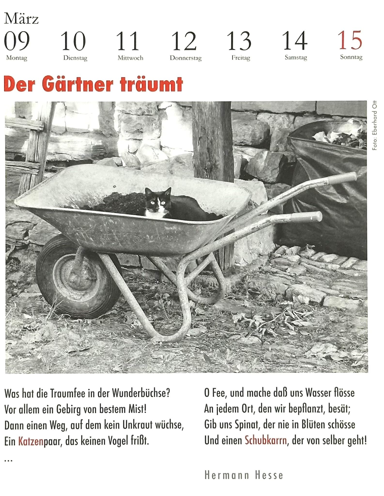 Der literarische Katzenkalender 2026. DAS ORIGINAL!