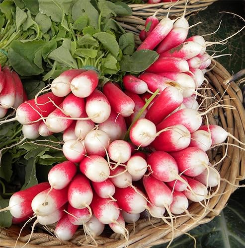 Miniatura 4 de Semillas de Rábano Francés Vegetal 18 Días Temprano Rojo Heirloom - 300 Semillas