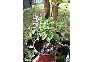 Curry Leaf Plant Gamthi Variety - Starter Plant