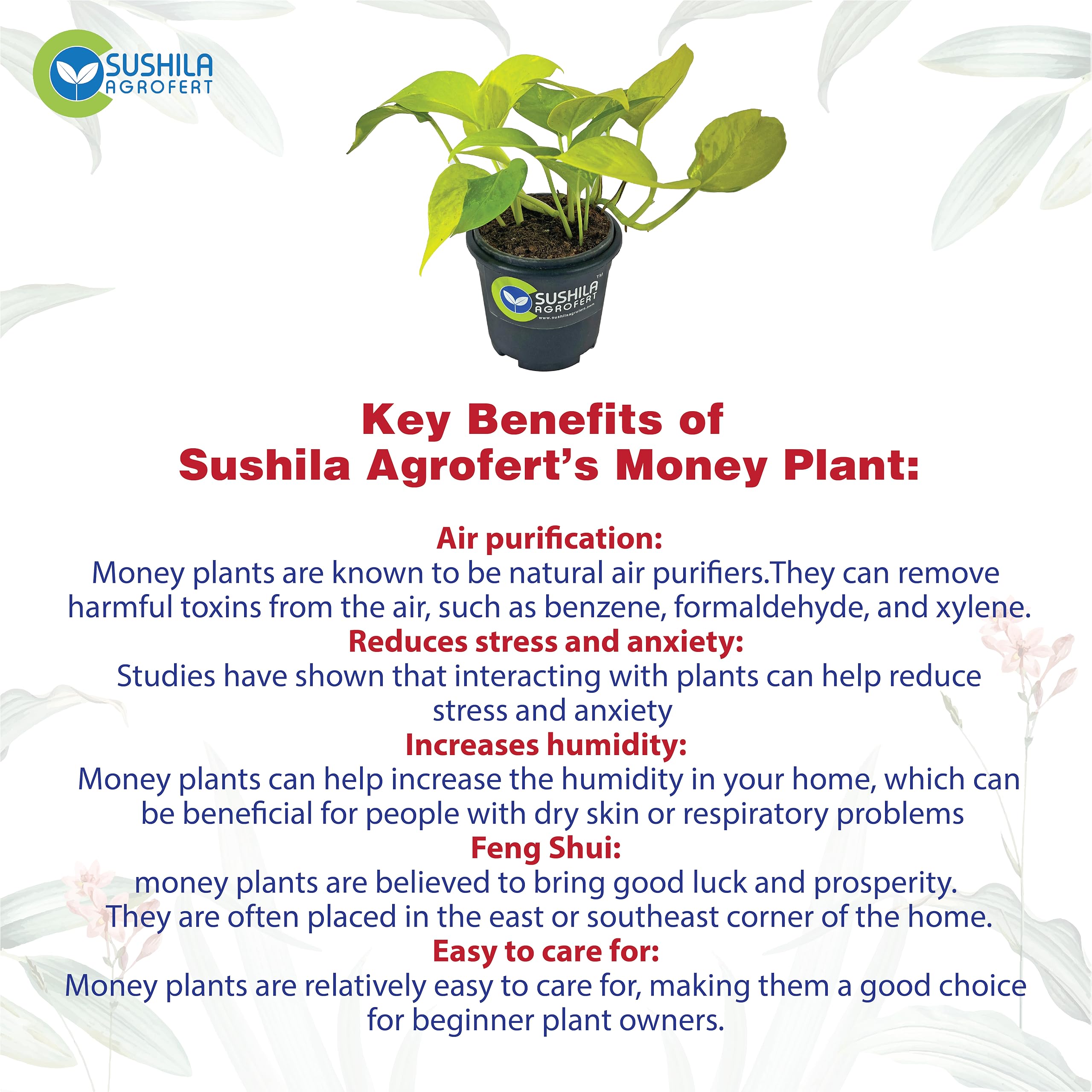 Golden Money Plant - Good Luck & Easy Care -2 Golden Money Plant - Good Luck & Easy Care -2