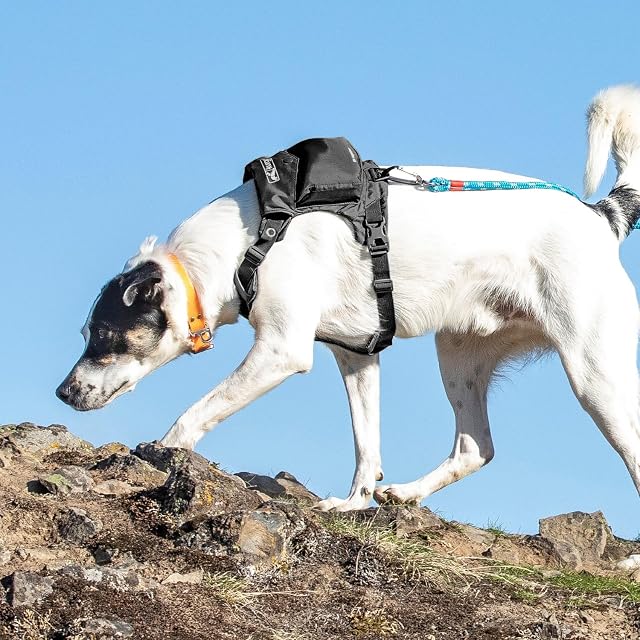 Foto 2 de 5 de Kurgo Stash n' Dash - Arnés Ligero para Perros, arnés para Mascotas con Bolsillo, se pliega en una Bolsa…