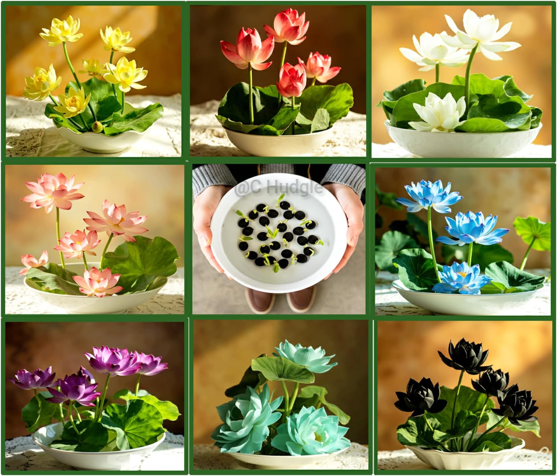 Lotus Mix Flower Seeds (Pack Of 15 Seeds) - All Mix Colors… Growing Lotus Brings Positive Vibrations According To Vaastu Shastra…