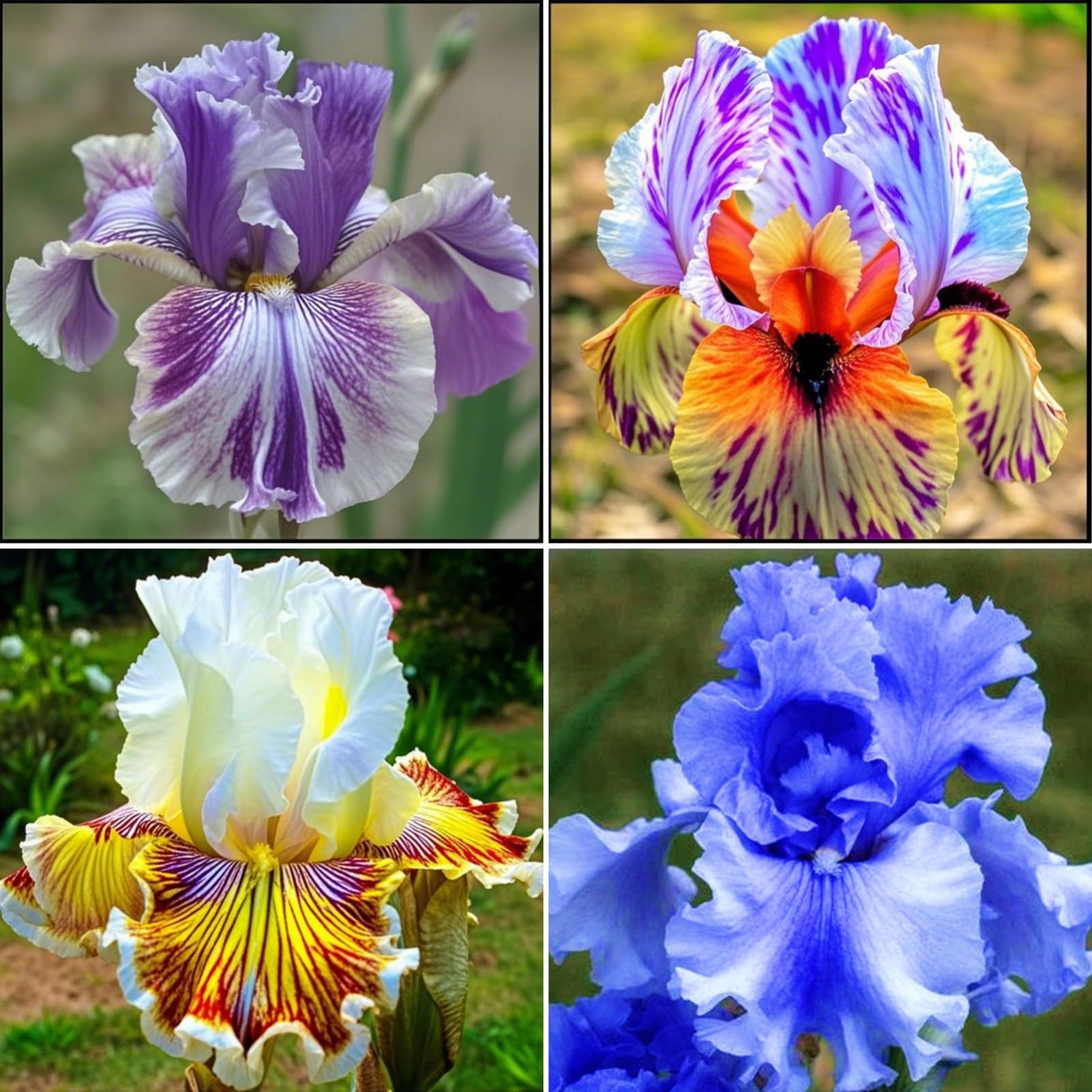 Iris Bulbs for Planting, Wedding, Now UK, Perfect UK Now, Perennial, Garden Flowers, Iris Bulbs, Simple Planting,-3bulb-h