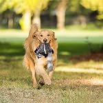 3 Pack chien squeaky Jouets de Chew Pas de jouets de chien farcissant Jouets pour chien animal en peluche pour petit chien moyen