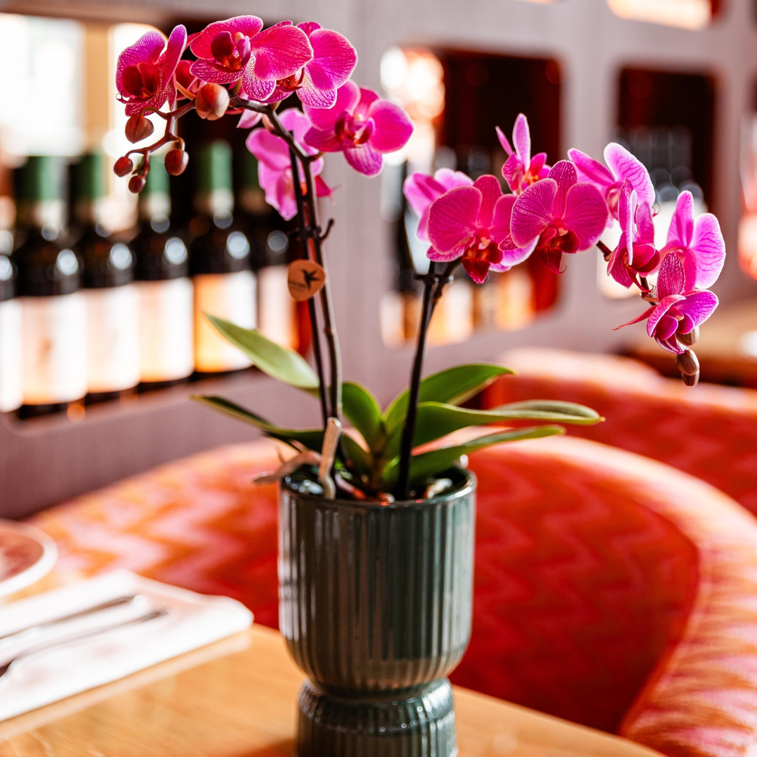 Kolibri Orchidées | Orchidée Phalaenopsis violet/rose - Mineral Vienne - Taille du pot Ø9cm | Plante d'intérieur à fleurs - Frais du cultivateur