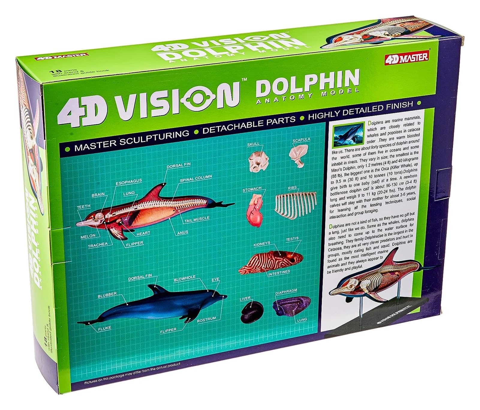 Amazon.co.jp: 解剖学モデル 4D-Vision イルカ解剖学モデル、動物教育