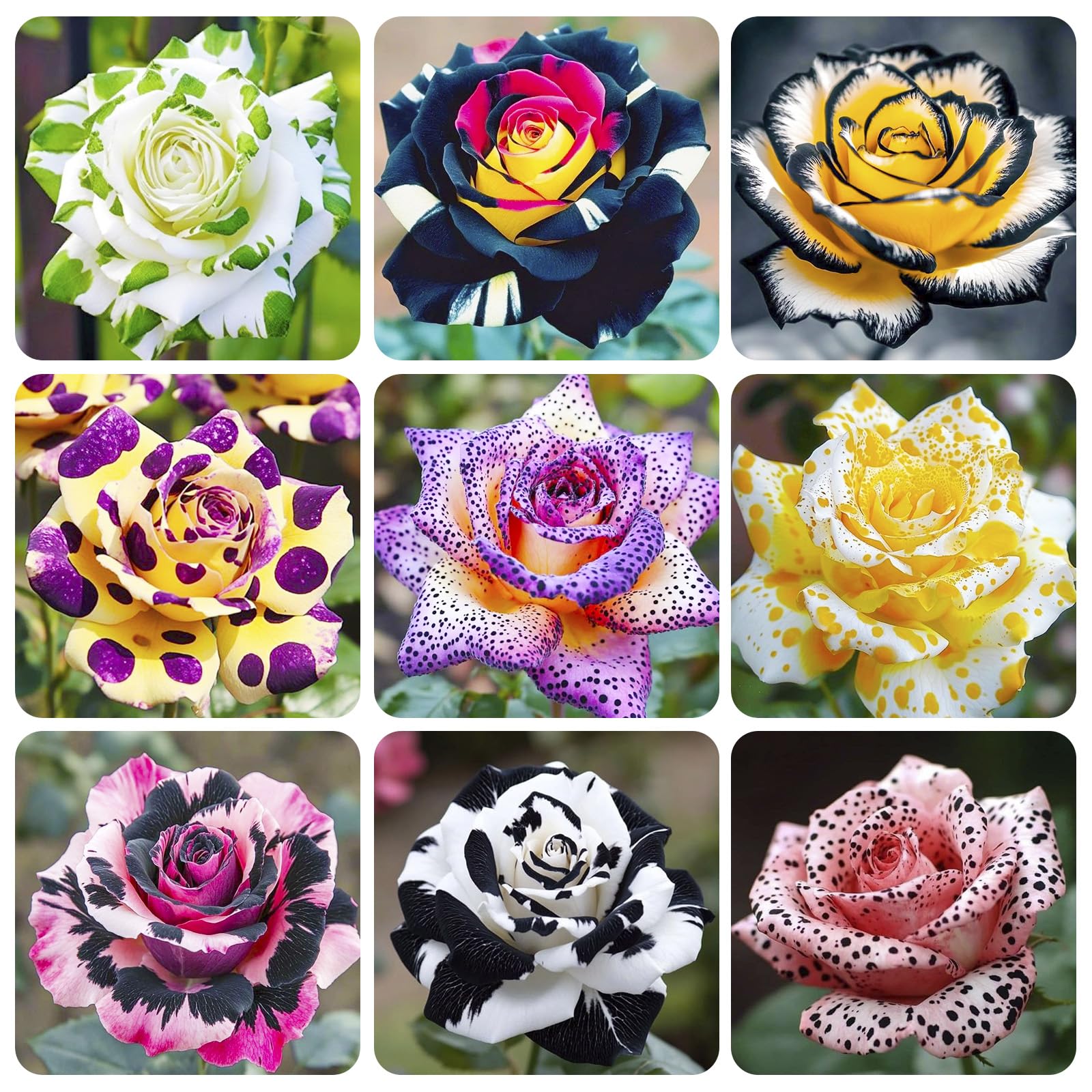 150+ Exotic Perennial Rose Seeds for Planting - Non-GMO Rare and Beautiful Rose Seeds for Garden Patio for Outdoor Planting