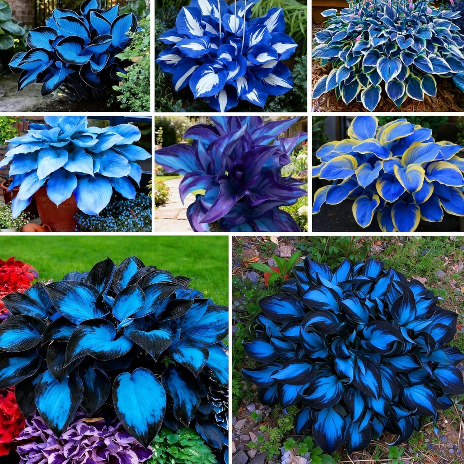Midnight Blue Hosta Bulbs - Perennial Hosta Plants for Garden, Professional Planting with Brilliant Blooms, Simple to Grow, Outdoor Cottage Garden Displays-2 Bulbs