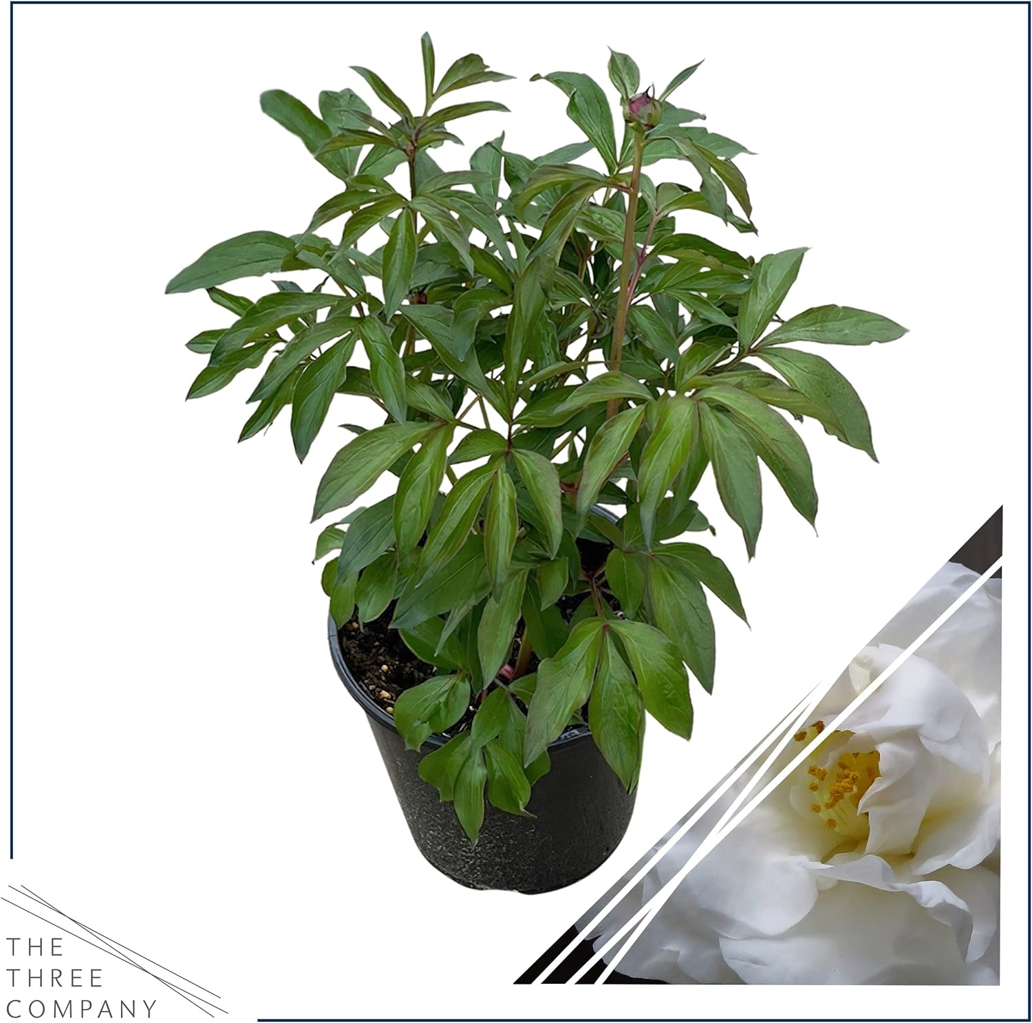 Live Flowering Perennial Peony - Couronne d'Or, Beautiful Vibrant Blooms, 18" Tall by 8" Wide in 3 Quart Pot
