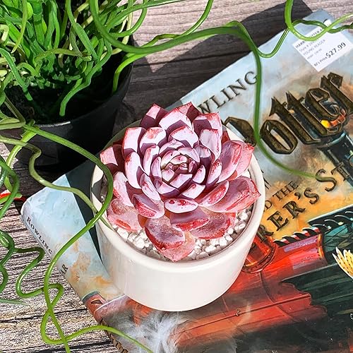 Miniatura 2 de Generic Echeveria - Plantas suculentas vivas raras de peonía rosa, 1 cabeza de 3 pulgadas, color rojo, raíz desnuda sin maceta y tierra, 137 piezas,