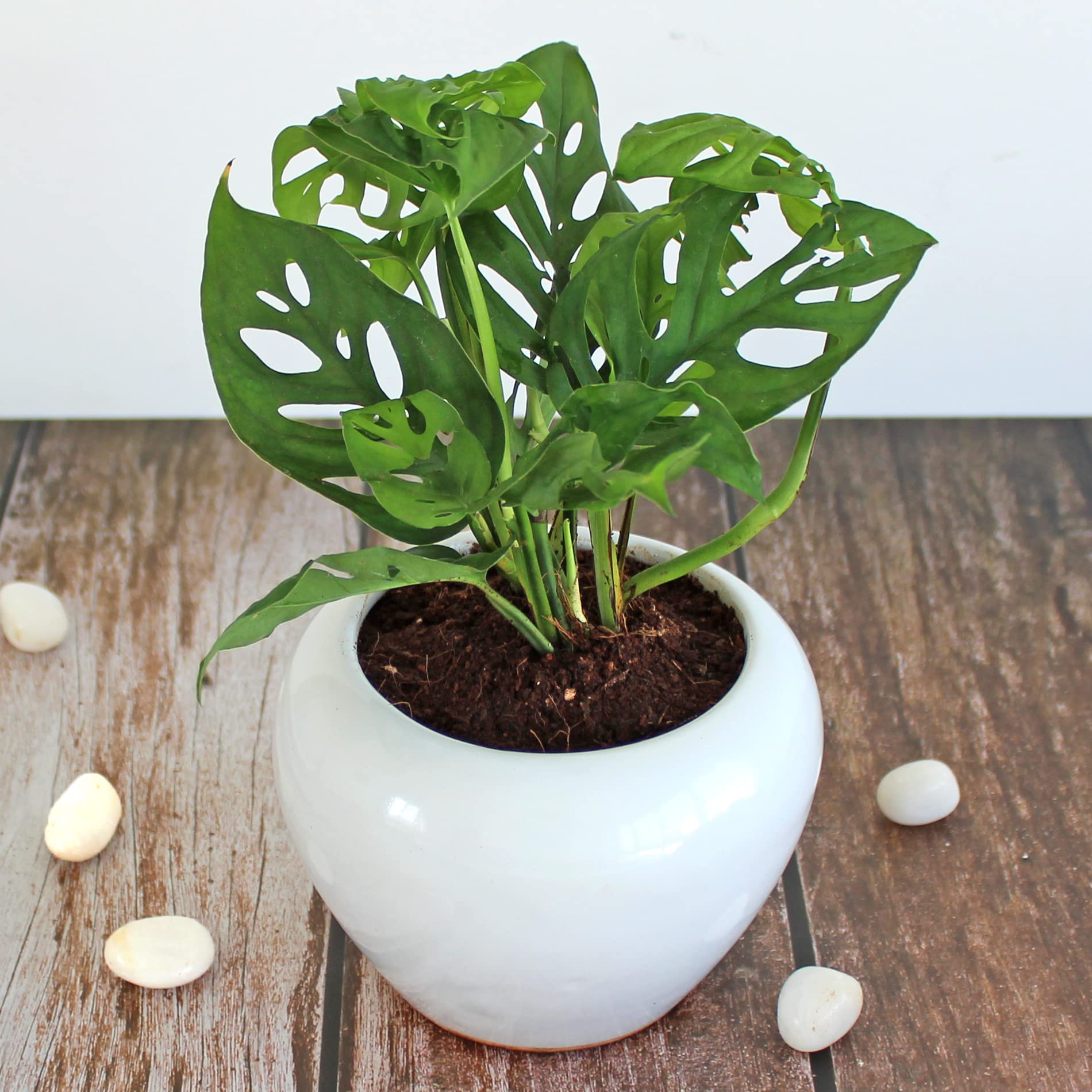 Rolling Nature Philodendron Broken Heart Monstera Adansonii Indoor Plant for Home in White Apple Glacier Ceramic Pot (B0B1KLY1PB) Amazon Price History, Amazon Price Tracker