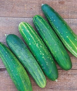 Burpee Straight Eight Heirloom Cucumber Seeds - 200 Non-GMO Slicing Cucumbers, AAS Winner, Crisp Flavor for Home Gardens