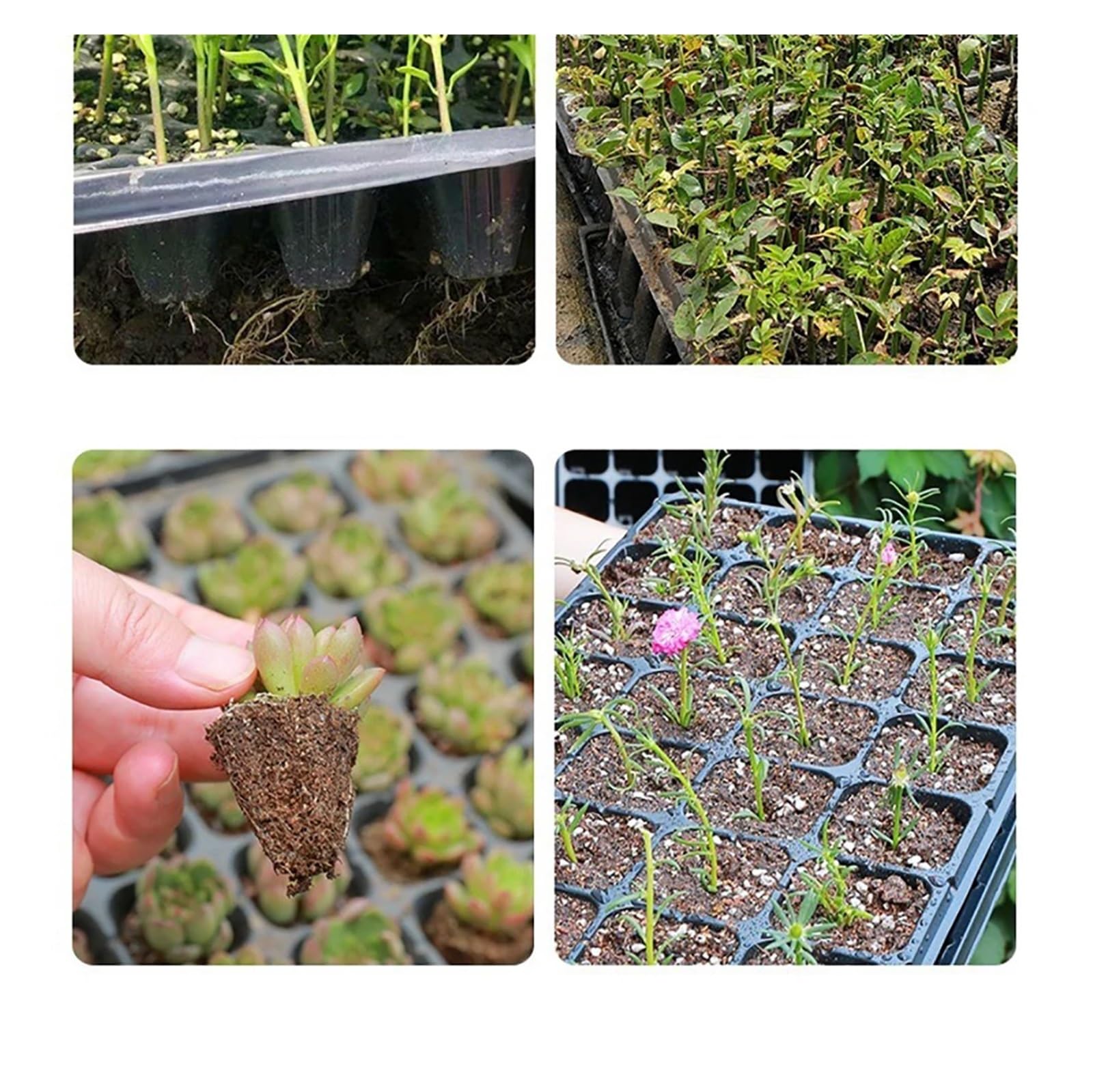 Semilleros De Germinacion 10 bandejas de plástico for sembrar Semillas, 50 Celdas, Gruesas y duraderas, for sembrar Semillas de Frutas y Verduras