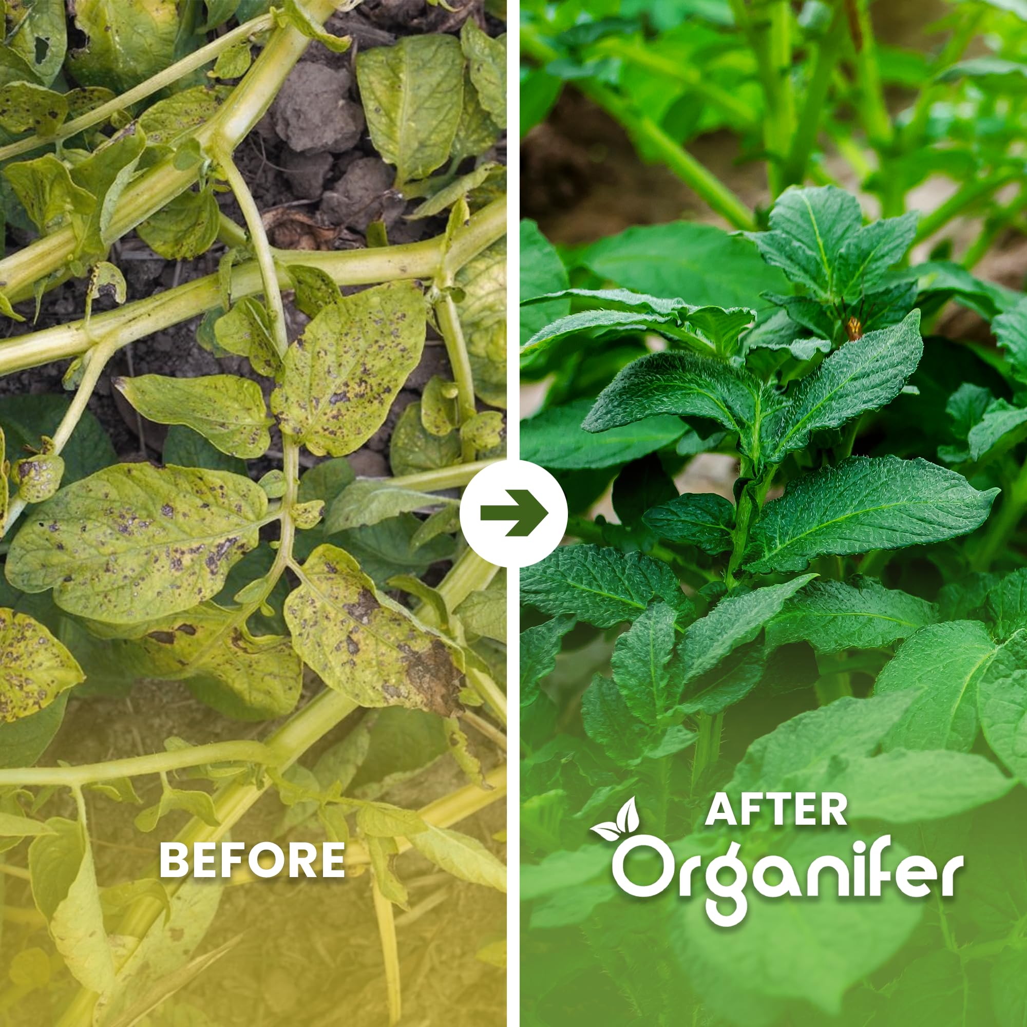 Engrais Au Sulfate D'Ammonium - 20 Kg Pour 400 M2 - Azote Minéral Et Soufre - Action Rapide - Idéal Pour Les Pelouses, Les Légumes, Les Fruits Et Les Plantes Ornementales - Organifer