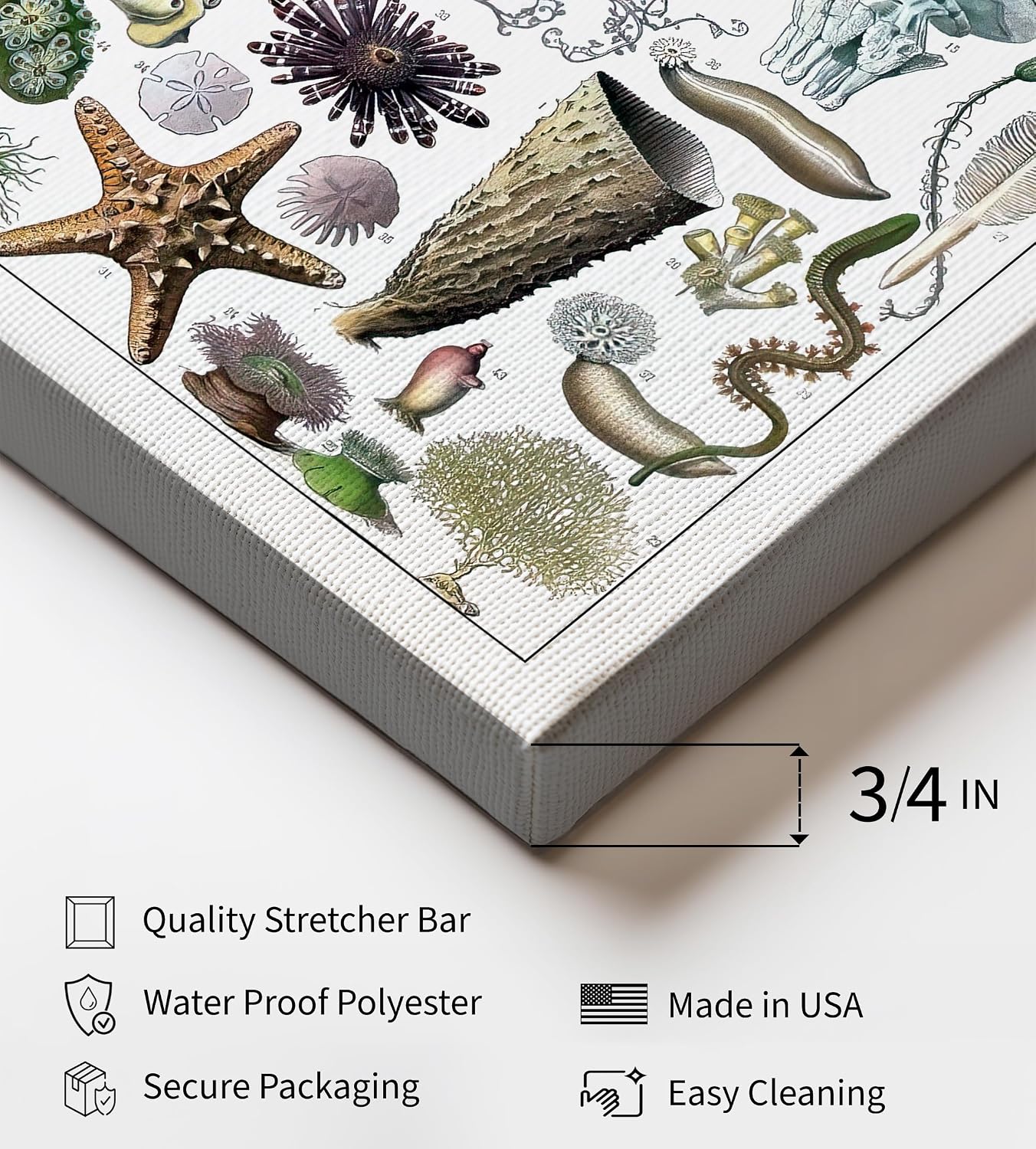 Poster Master Vintage Adolphe Millot Canvas - Retro Marine Biology Print - Oceanography & Sea Life Art - Gift for Men & Women - Wall Decor for Bathroom or Restroom - 8x10 STRETCHED Canvas