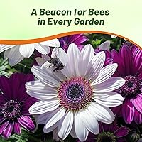 Vista 7 de Outsidepride 100 semillas perennes Osteospermum African Daisy Flower Seed Mix para plantar