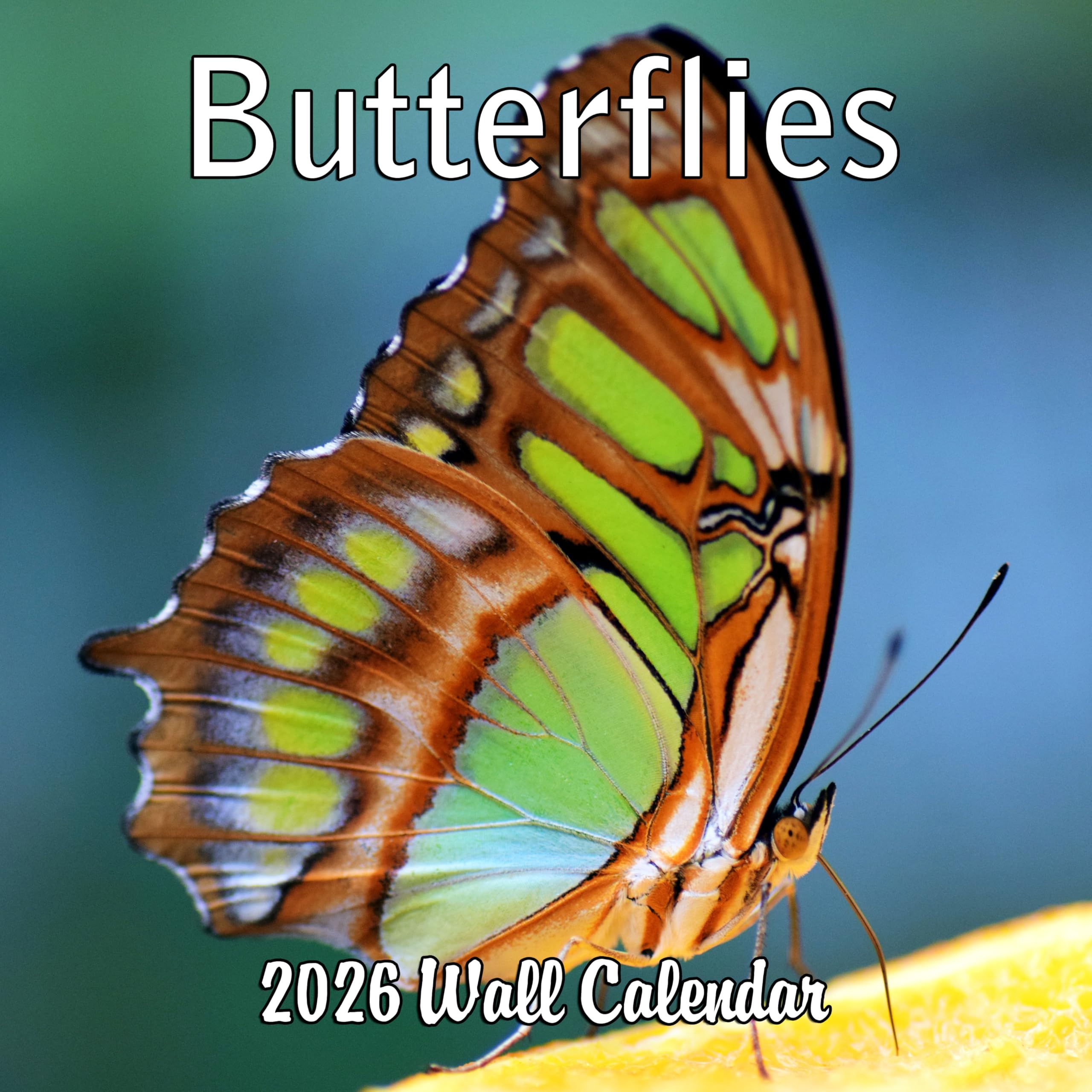 2026 Butterflies Monthly Wall Calendar | Insects Calendar 2025-2026