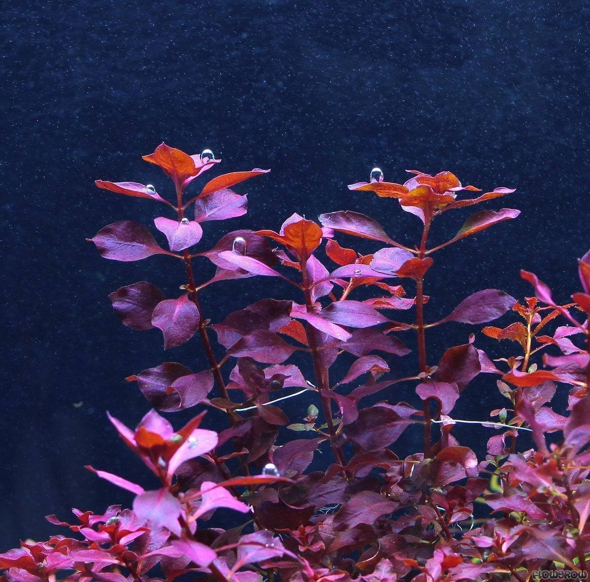 Ludwigia palustris red x1 Bunch - Live Aquarium Plant