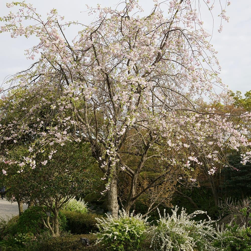 ■新着！　枝垂れ桜の苗木　お譲りします　① 桜の苗木 八重枝垂れ紅 【花木苗 5号／1個売り】｜ 【植物の