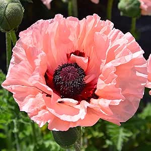 Papaver orientale 'Waltzing Elizabeth' - Real Outdoor Plant - Hardy ...