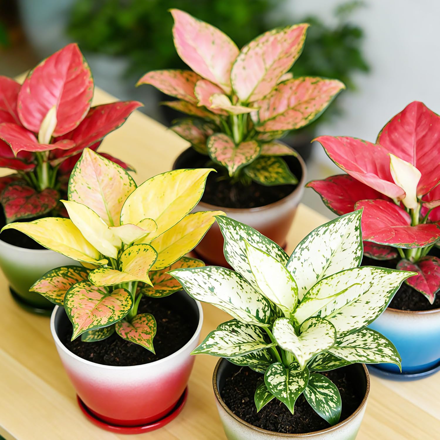 Worth Garden Plastic Round 8" Plant Pots - Set of 6 Multicolor Small Gloss Flower Pot Planters with Drainage Hole and Saucer - Home Decorative Christmas Containers