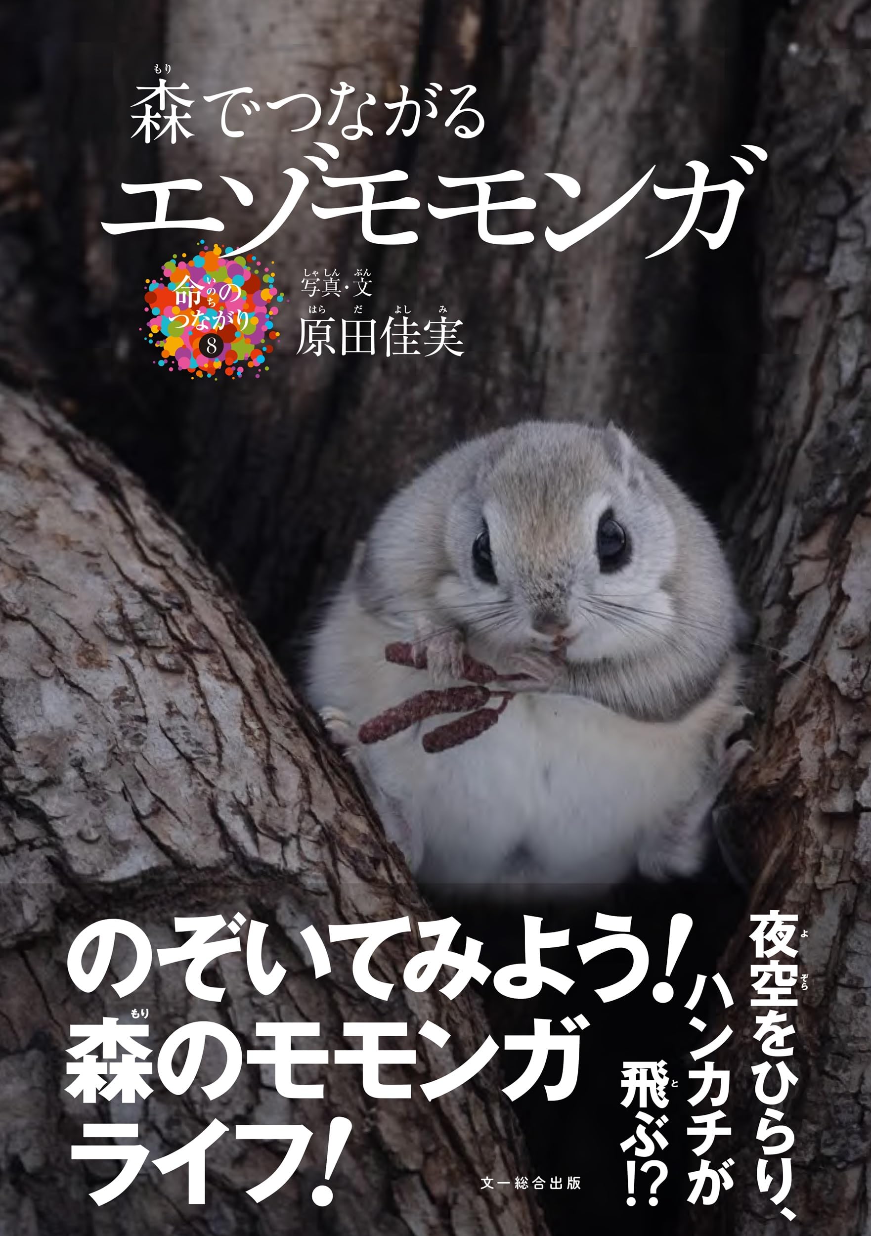 Amazon.co.jp: 森でつながる エゾモモンガ (命のつながり 8) : 原田佳