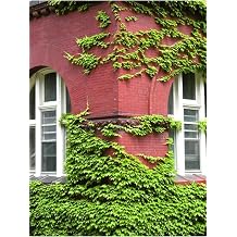 Kaya Sarma , Hedera Helix, Duvar ve  itler  in, 40-60 cm