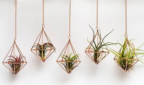 Miniatura 2 de libproqia 5 soportes geométricos colgantes para plantas de aire, colgadores de metal trenzado para plantas de aire con forma de diamante pequeño,