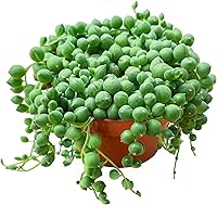 Vista 31 de Suculentas vivas Sedum Adolphi 'Firestorm' (10 cm), plantas suculentas totalmente enraizadas en macetas con tierra, planta de interior de fácil